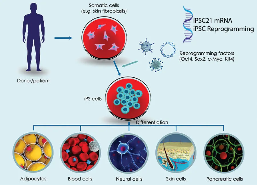 將成體細胞重新編程為iPSCs
