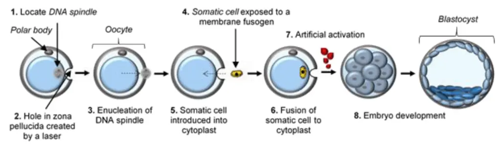 說明幹細胞研究技術過程的示意圖,例如體細胞核轉移、iPSCs 的創建以及 ESCs 的使用